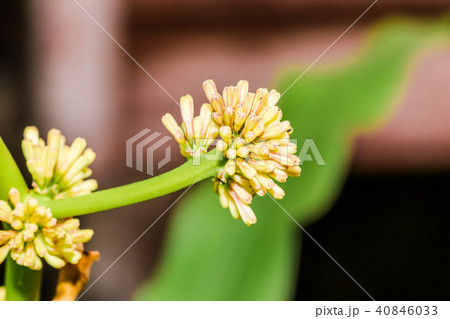 Cape of Good Hope, Dracaena, Dracaena fragrans Cape of Good Hope, Dracaena, Dracaena fragrans 40846033