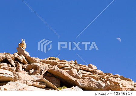 Southern viscacha close up,Bolivia Southern viscacha close up,Bolivia 40846317