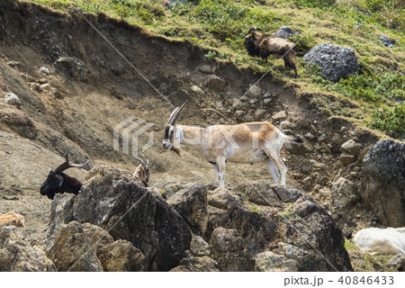 ヤギ やぎ 野羊 40846433
