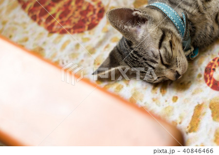 猫 ねこ ネコ 40846466