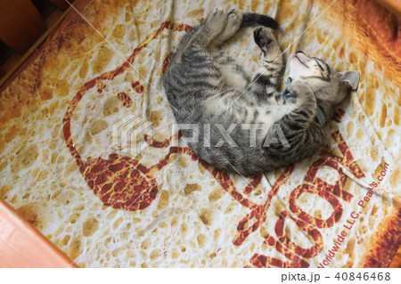 猫 ねこ ネコ 40846468