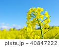 菜の花ver1 40847222
