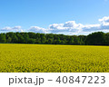 菜の花ver2 40847223