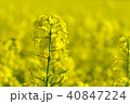 菜の花ver3 40847224