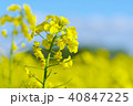 菜の花ver4 40847225