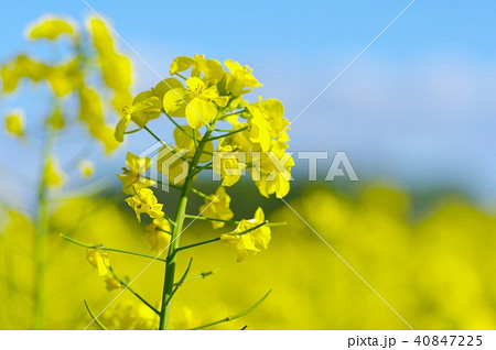 菜の花ver4 40847225