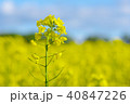 菜の花ver5 40847226