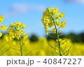 菜の花ver6 40847227