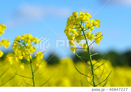 菜の花ver6 40847227