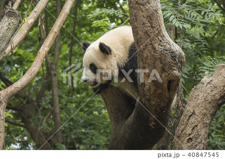 pandas live in a reserve in Chengdu. pandas live in a reserve in Chengdu. 40847545