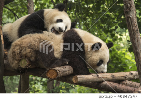 pandas live in a reserve in Chengdu. 40847547