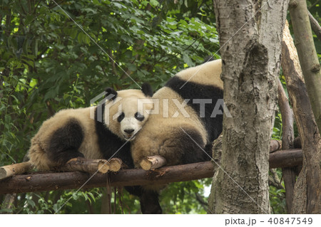 pandas live in a reserve in Chengdu. 40847549