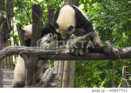 pandas live in a reserve in Chengdu. pandas live in a reserve in Chengdu. 40847551