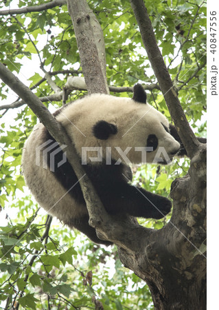 pandas live in a reserve in Chengdu. pandas live in a reserve in Chengdu. 40847556