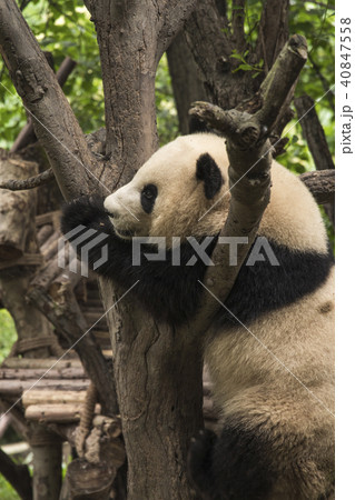 pandas live in a reserve in Chengdu. pandas live in a reserve in Chengdu. 40847558