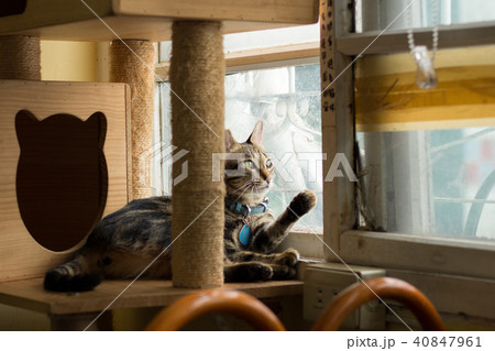 猫 ねこ ネコ 40847961