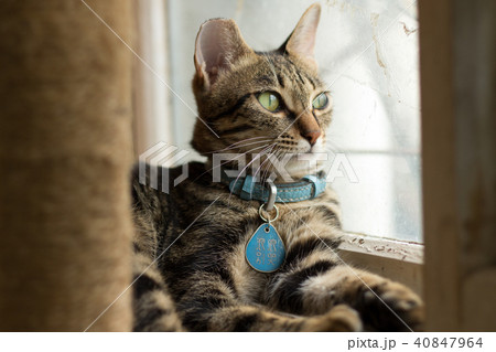 猫 ねこ ネコ 40847964