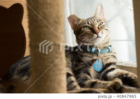 猫 ねこ ネコ 40847965