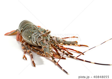 lobster isolated on white background 40848055