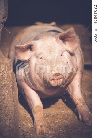 Close-up of a Pig 40848082