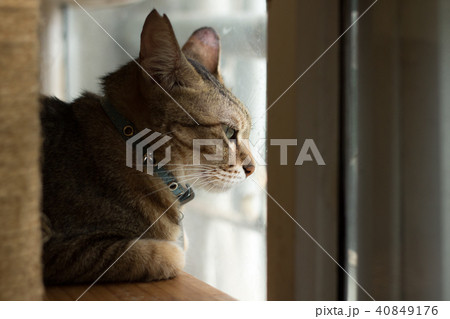 猫 ねこ ネコ 40849176