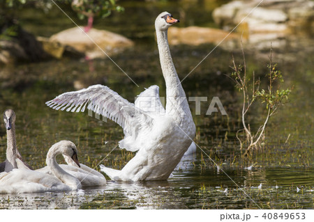 Mute swan (Cygnus olor) 40849653