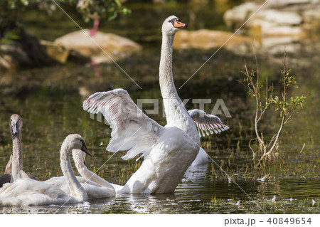 Mute swan (Cygnus olor) 40849654