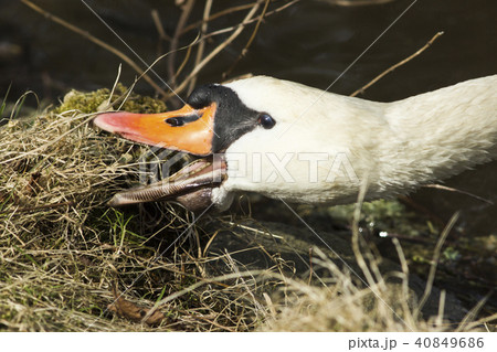 Mute swan (Cygnus olor) 40849686