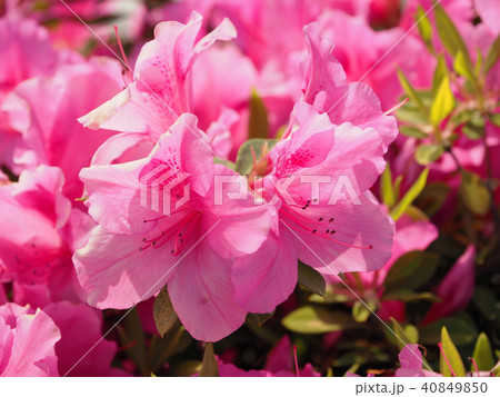 ツツジの花のクローズアップ(自然質感) ツツジの花のクローズアップ(自然質感) 40849850