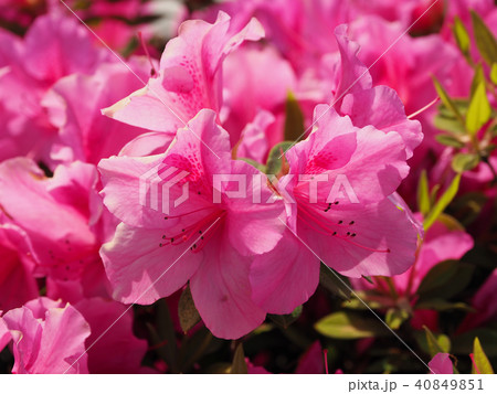 ツツジの花のクローズアップ(自然質感) 40849851
