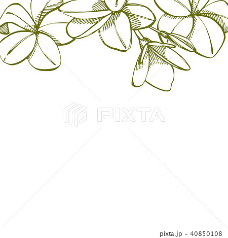 Summer tropical leaves vector design. Floral background illustration. Invitation or card design with Summer tropical leaves vector design. Floral background illustration. Invitation or card design with 40850108