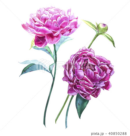 Set watercolor elements of pink peonies. Collection garden flowers. Watercolor illustration peony Set watercolor elements of pink peonies. Collection garden flowers. Watercolor illustration peony 40850288