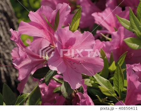 ツツジの花のクローズアップ(自然質感) 40850411