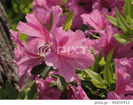 ツツジの花のクローズアップ(自然質感) 40850412