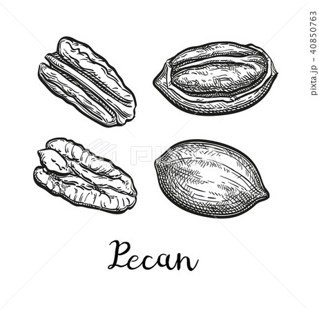 Ink sketch of pecan Ink sketch of pecan 40850763