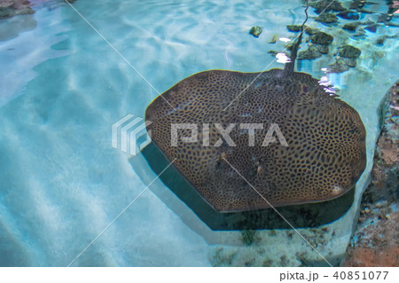 Stingray is a flat marine fish. Skates fish.  40851077