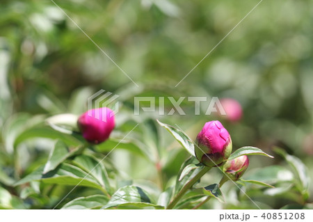 芍薬 芍薬 40851208