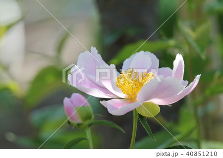 芍薬 芍薬 40851210