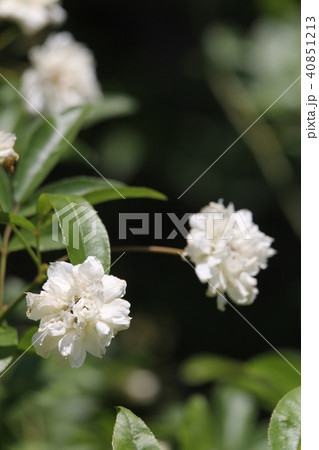 モッコウバラ モッコウバラ 40851213