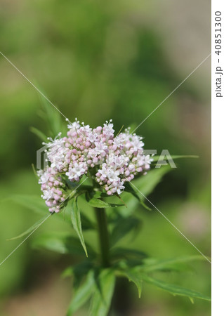 カノコソウ カノコソウ 40851300