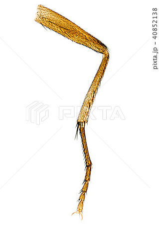 Whole housefly leg under microscope Whole housefly leg under microscope 40852138