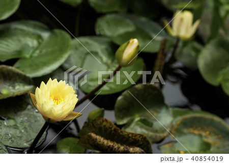 Flower of yellow lotus blossoms, water plant in pond, natural color, exotic botanical background 40854019