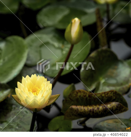 Flower of yellow lotus blossoms, water plant in pond, natural color, square exotic botanical 40854022