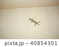 室内に現れたヤモリ 40854301