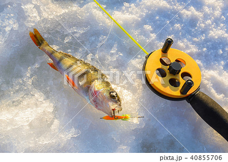 Perch fish with rod lying on the ice, closeup. Winter fishing. 40855706