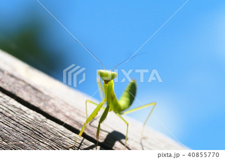 ハラビロカマキリの幼虫 40855770