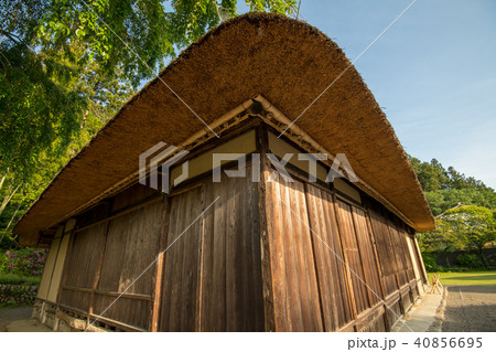 新緑の高麗神社　高麗住宅　埼玉県日高市 40856695