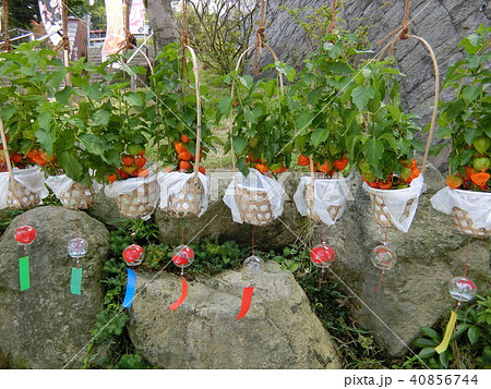 夏の風物詩　ホオズキと風鈴 40856744