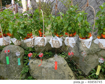 夏の風物詩　ホオズキと風鈴 40856745