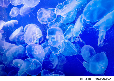 クラゲ 40856852